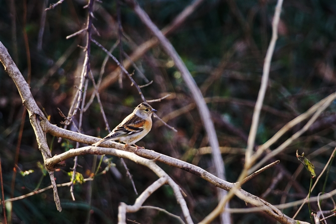 Ag,Brambling